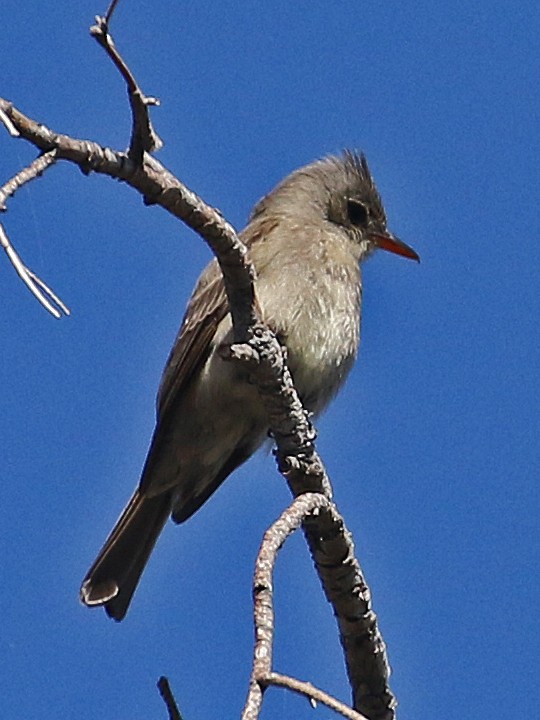 Greater Pewee - ML615416703