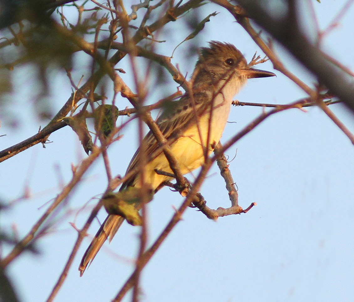 Brown-crested Flycatcher (South American) - Bill Maynard