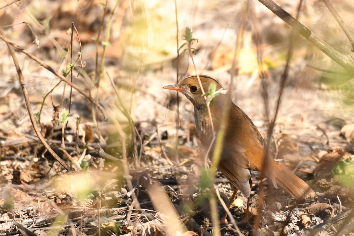 Orange-billed Nightingale-Thrush (Brown-headed) - ML615416766