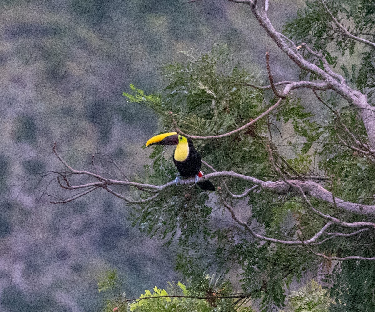 Yellow-throated Toucan - Greg Harrington