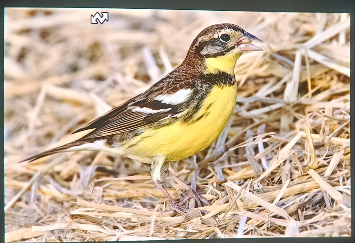 Yellow-breasted Bunting - ML615416942