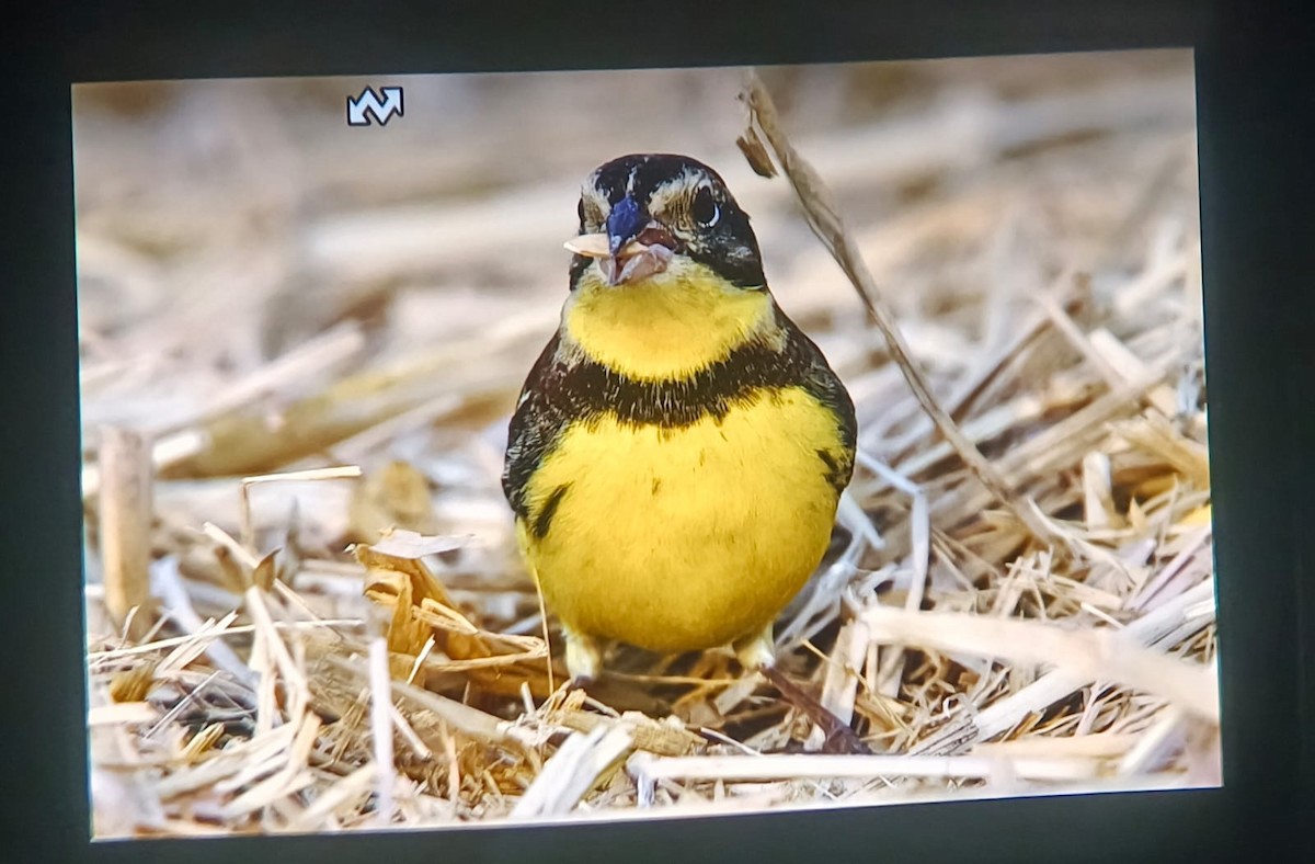 Yellow-breasted Bunting - ML615416943