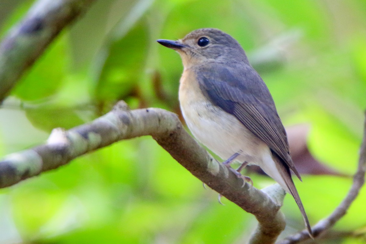 Blue-throated Flycatcher - Krishnamoorthy Muthirulan