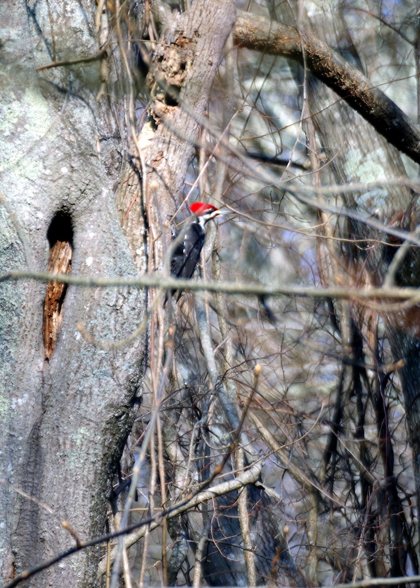 Pileated Woodpecker - ML615417172