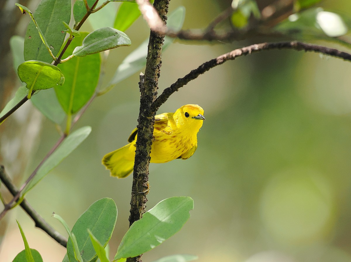 Yellow Warbler (Golden) - ML615417294