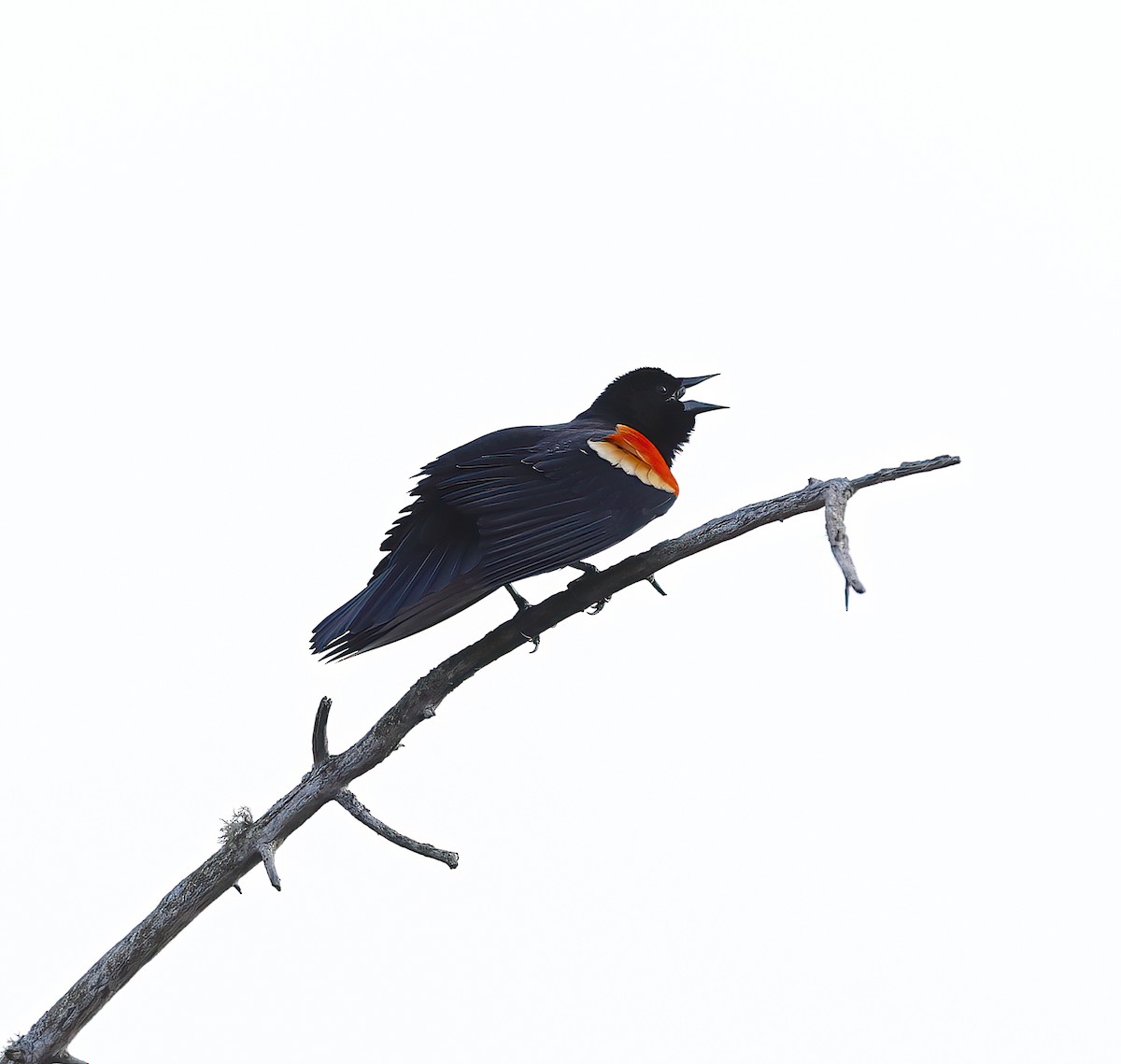 Red-winged Blackbird - ML615417317