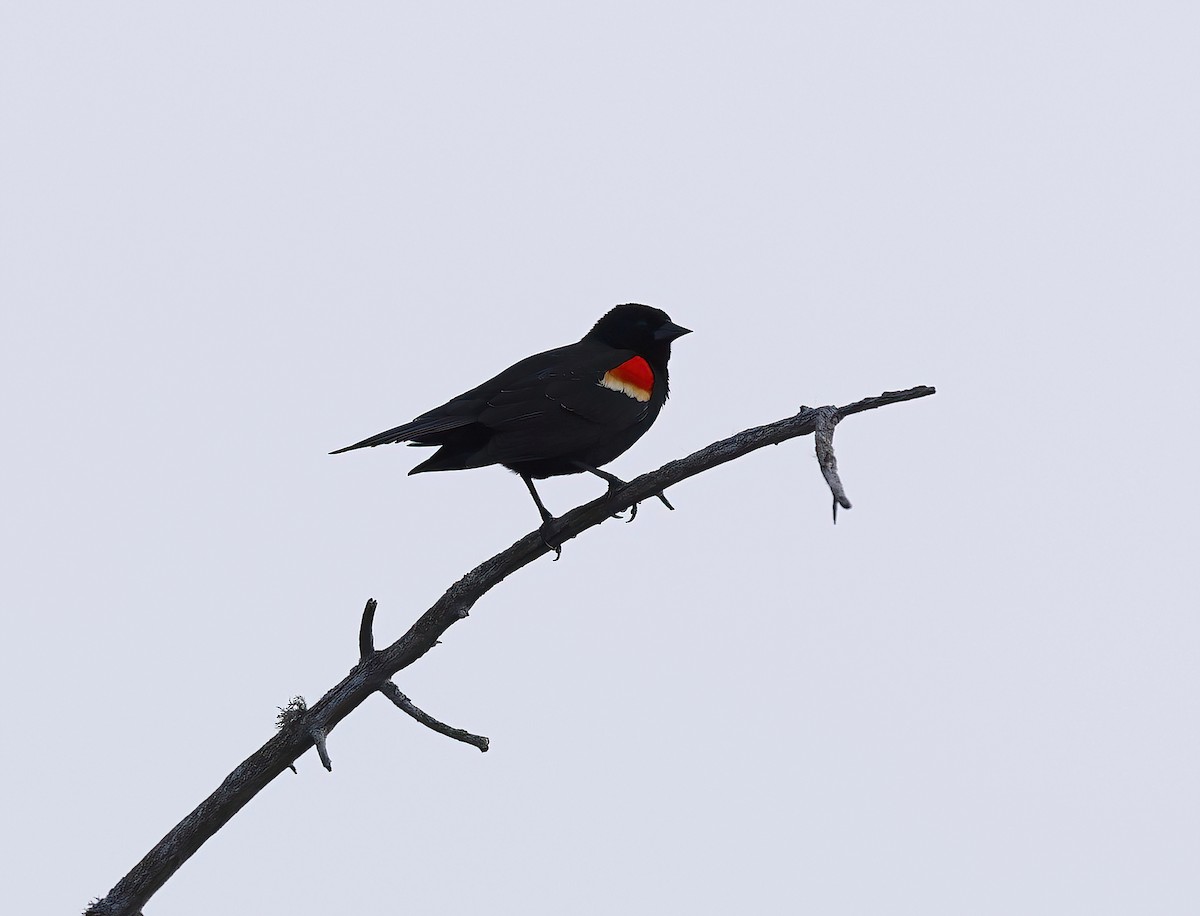 Red-winged Blackbird - ML615417322