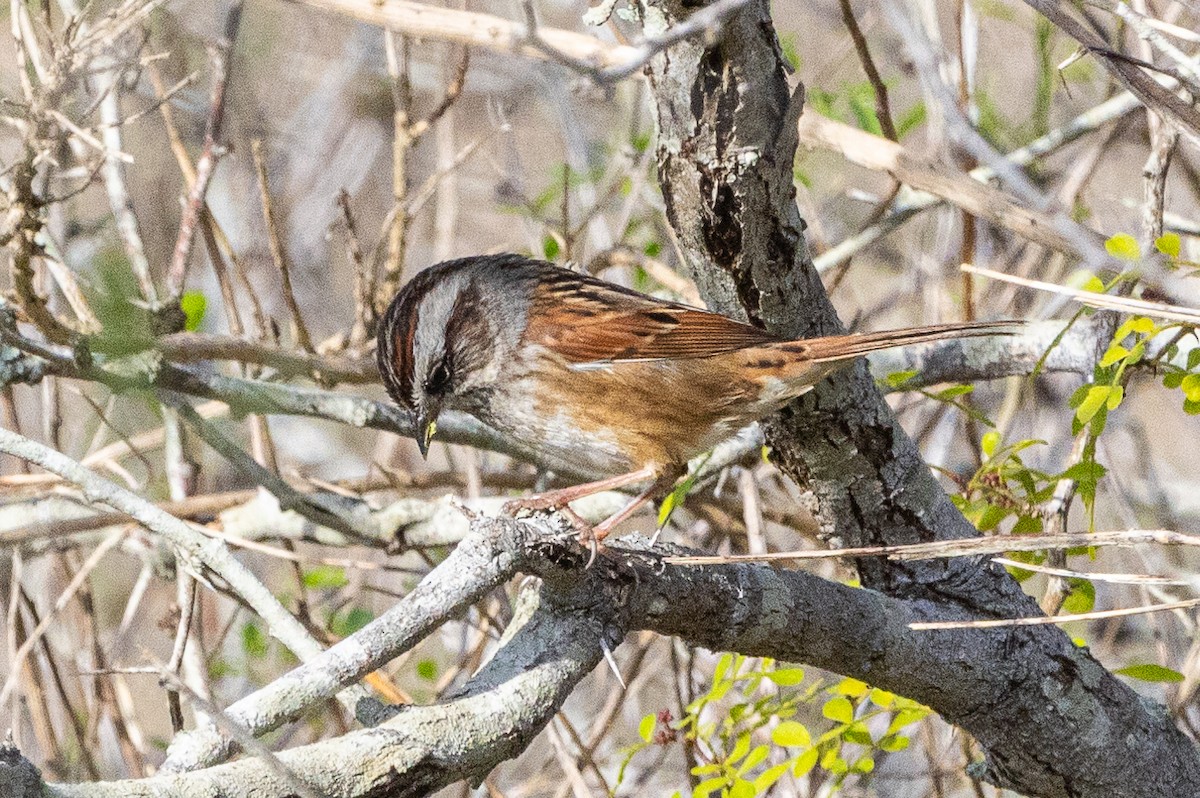 Swamp Sparrow - ML615417488