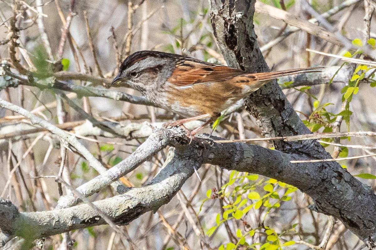 Swamp Sparrow - ML615417490