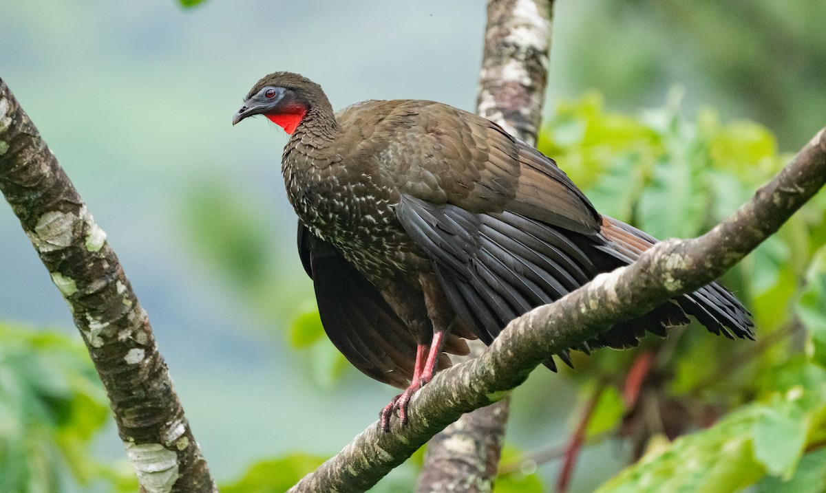 Crested Guan - ML615417497