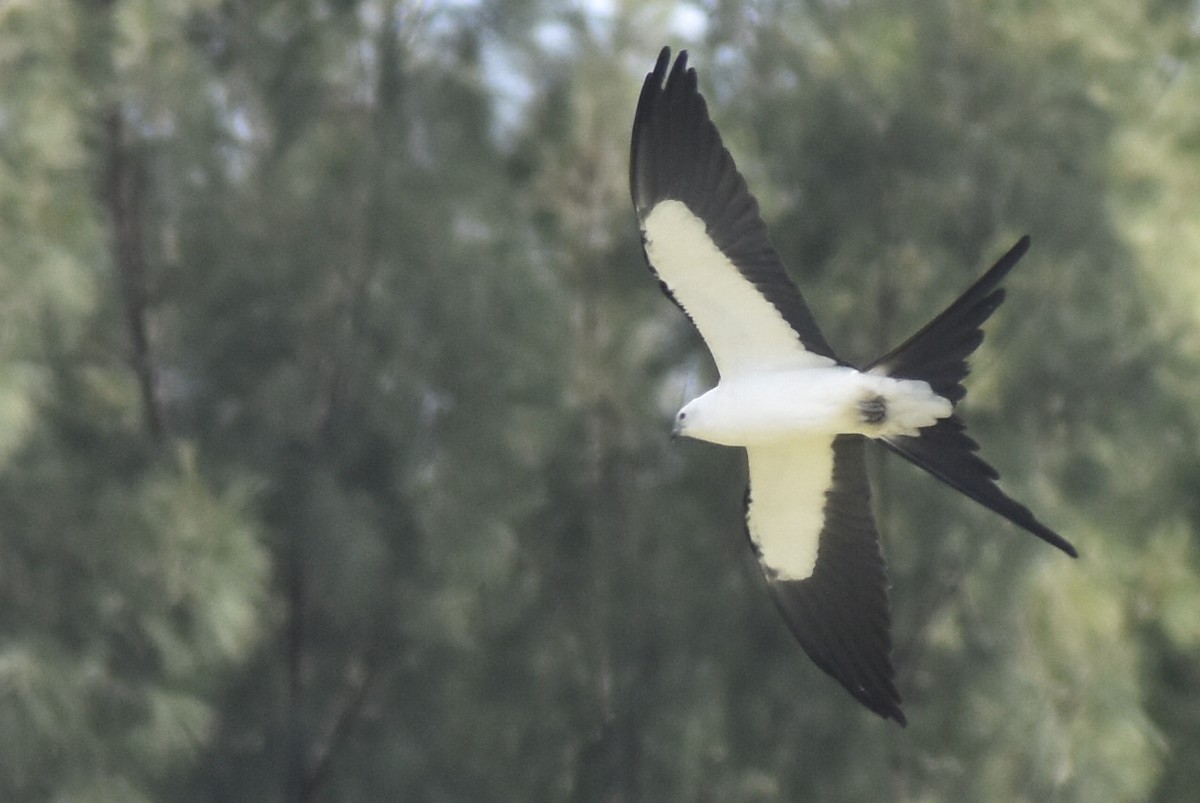 Swallow-tailed Kite - ML615417569