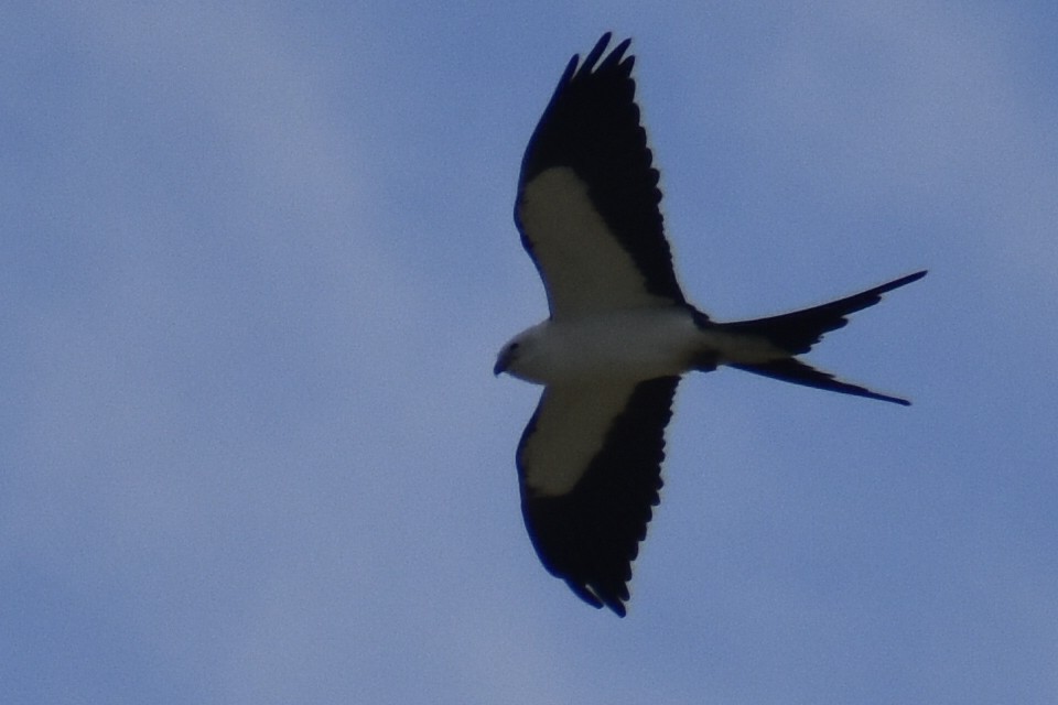 Swallow-tailed Kite - ML615417570