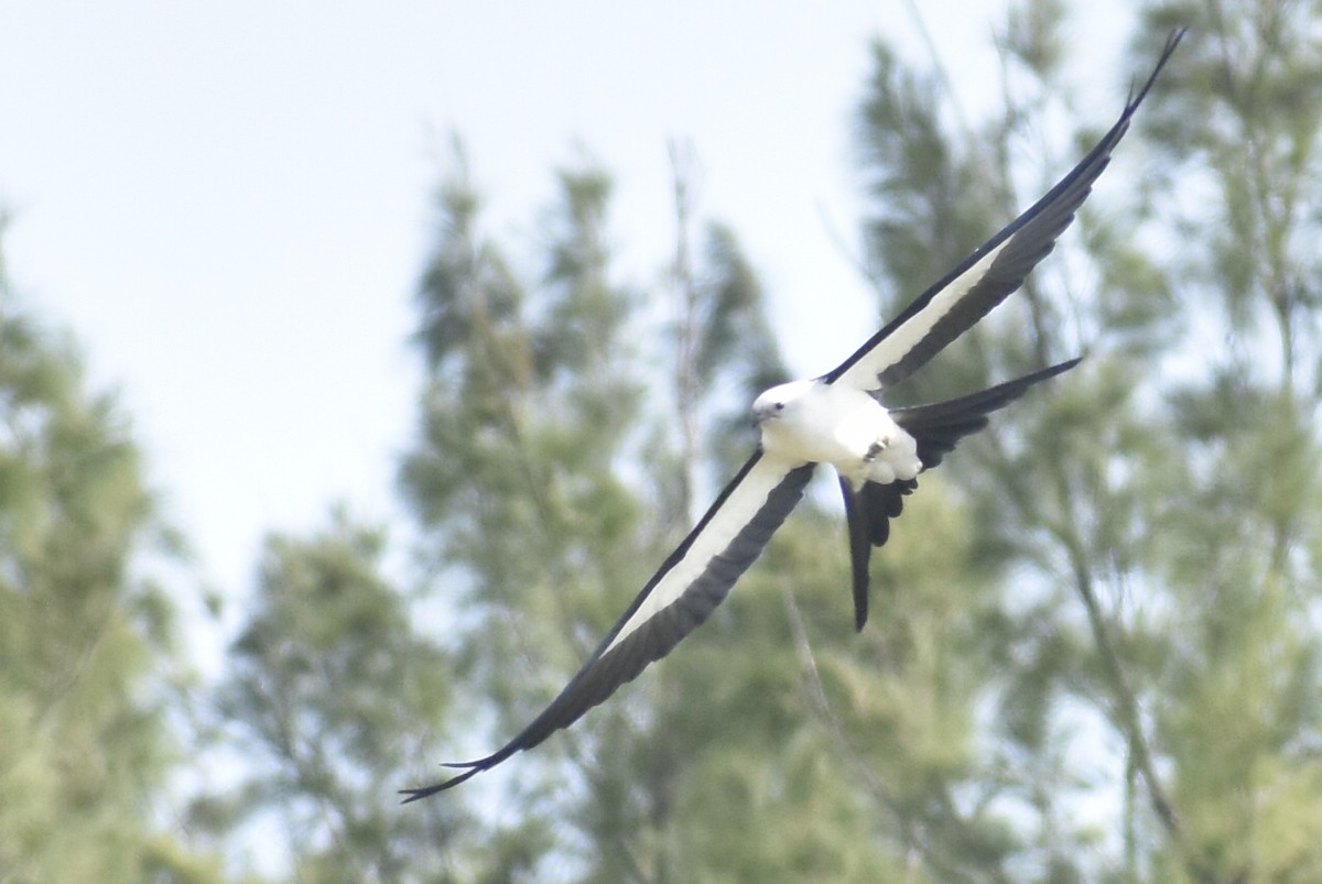 Swallow-tailed Kite - ML615417572