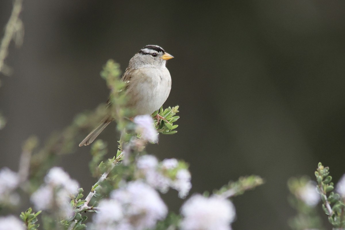 White-crowned Sparrow (Yellow-billed) - ML615417635