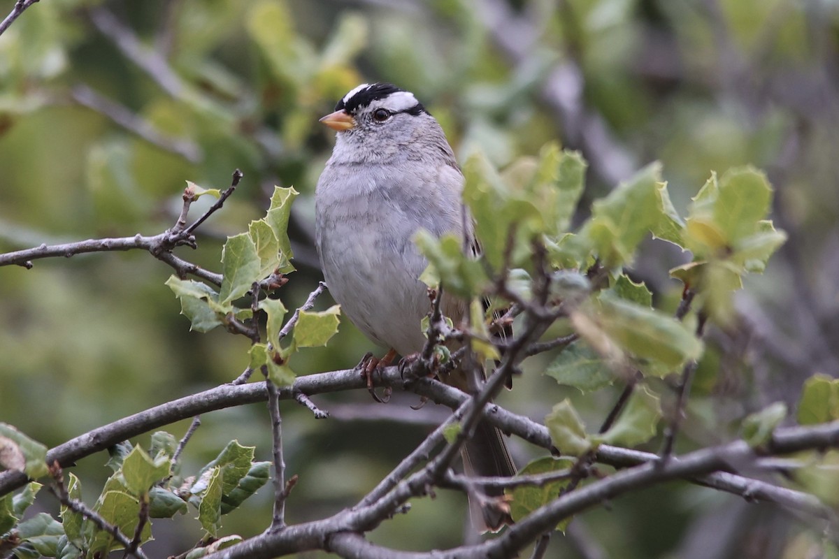 White-crowned Sparrow (Yellow-billed) - ML615417636