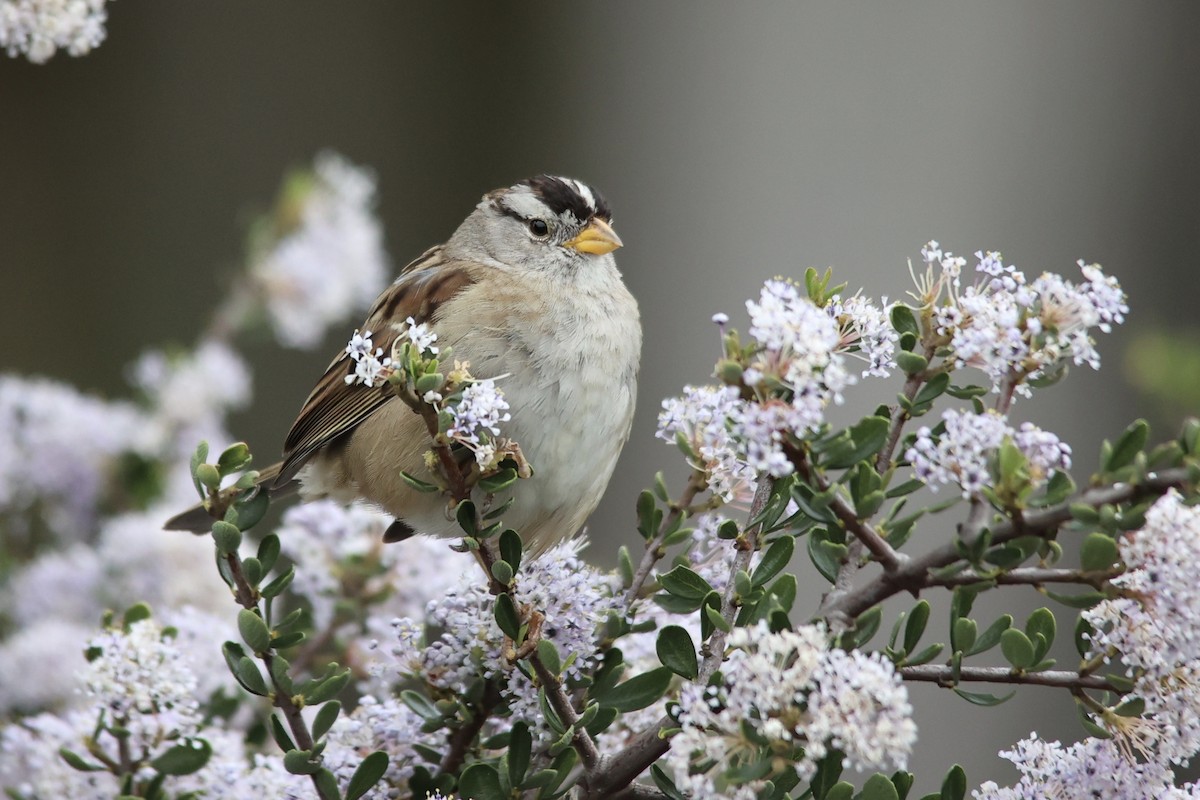 White-crowned Sparrow (Yellow-billed) - ML615417637
