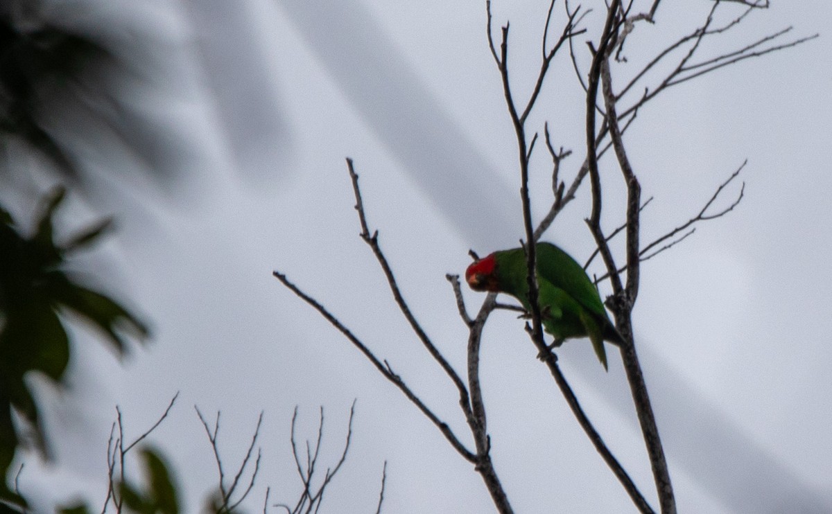 Red-cheeked Parrot - ML615417761
