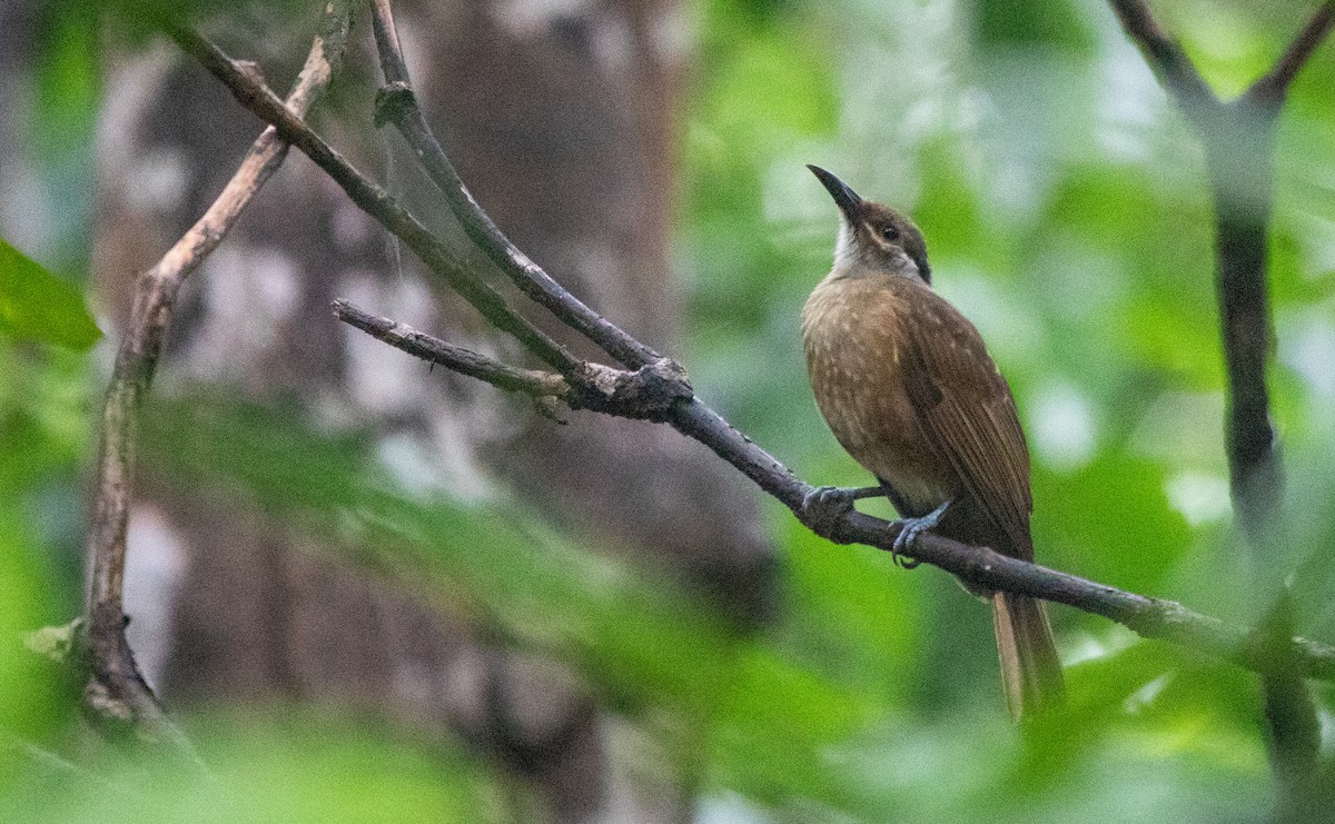 Tawny-breasted Honeyeater - Ethan Grills
