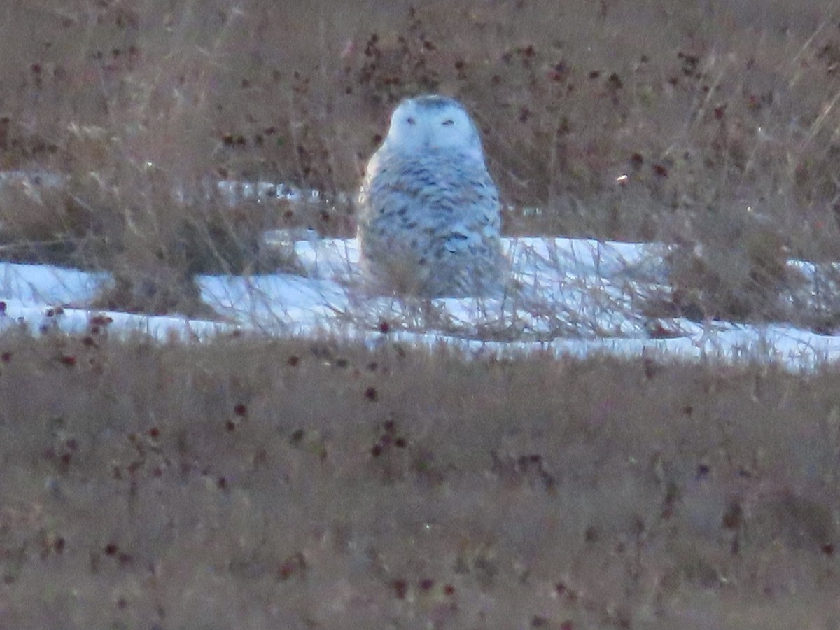 Snowy Owl - ML615417803
