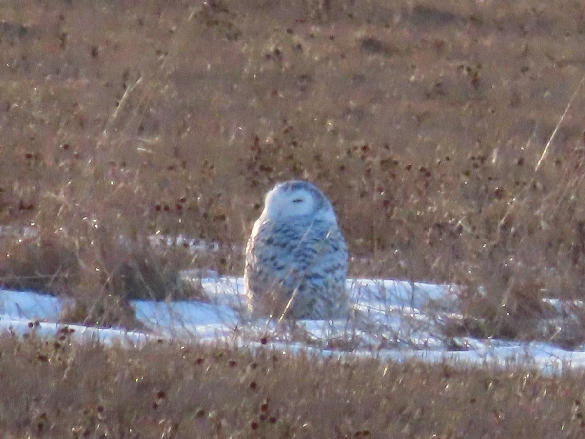 Snowy Owl - ML615417888
