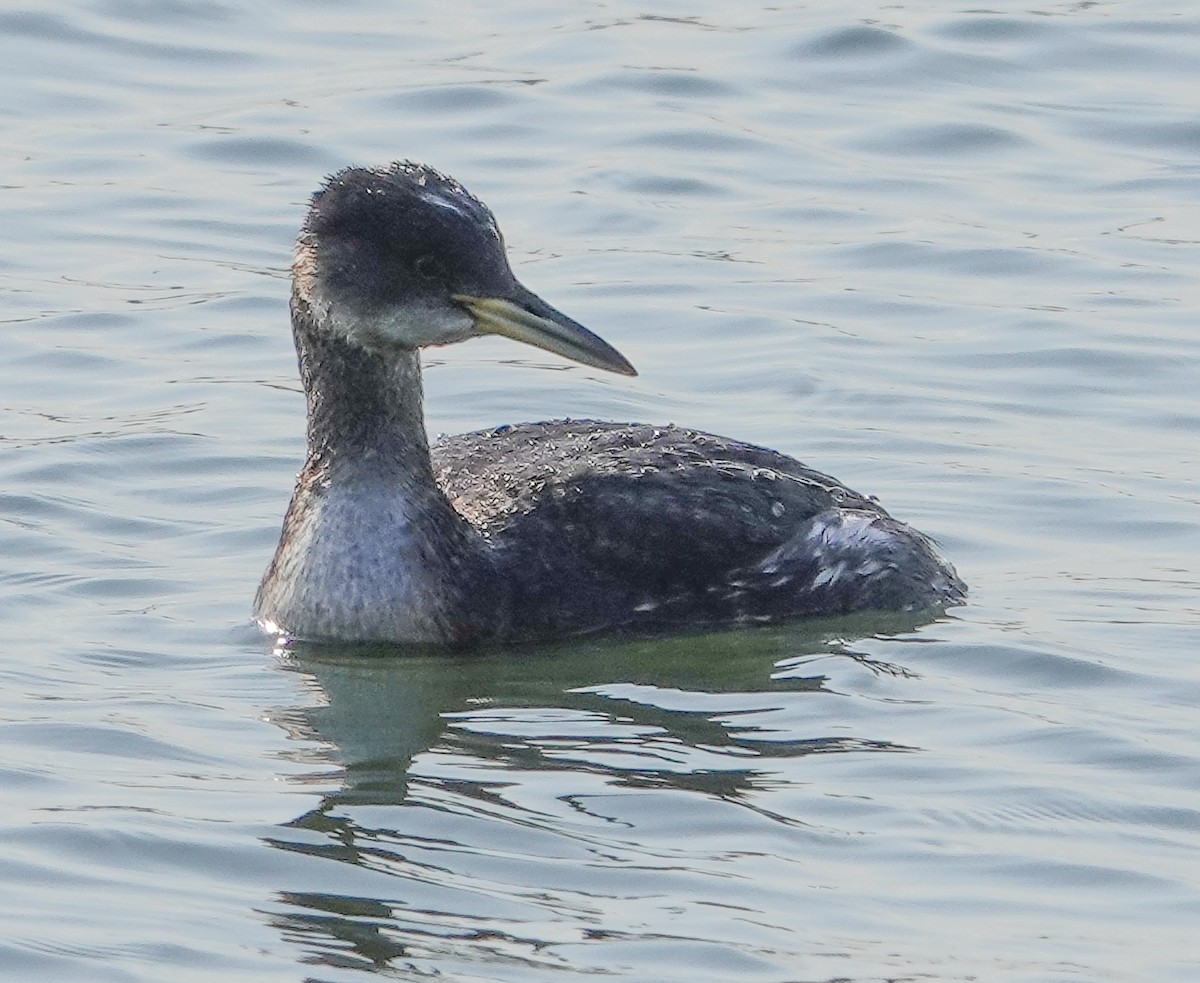 Red-necked Grebe - ML615418429