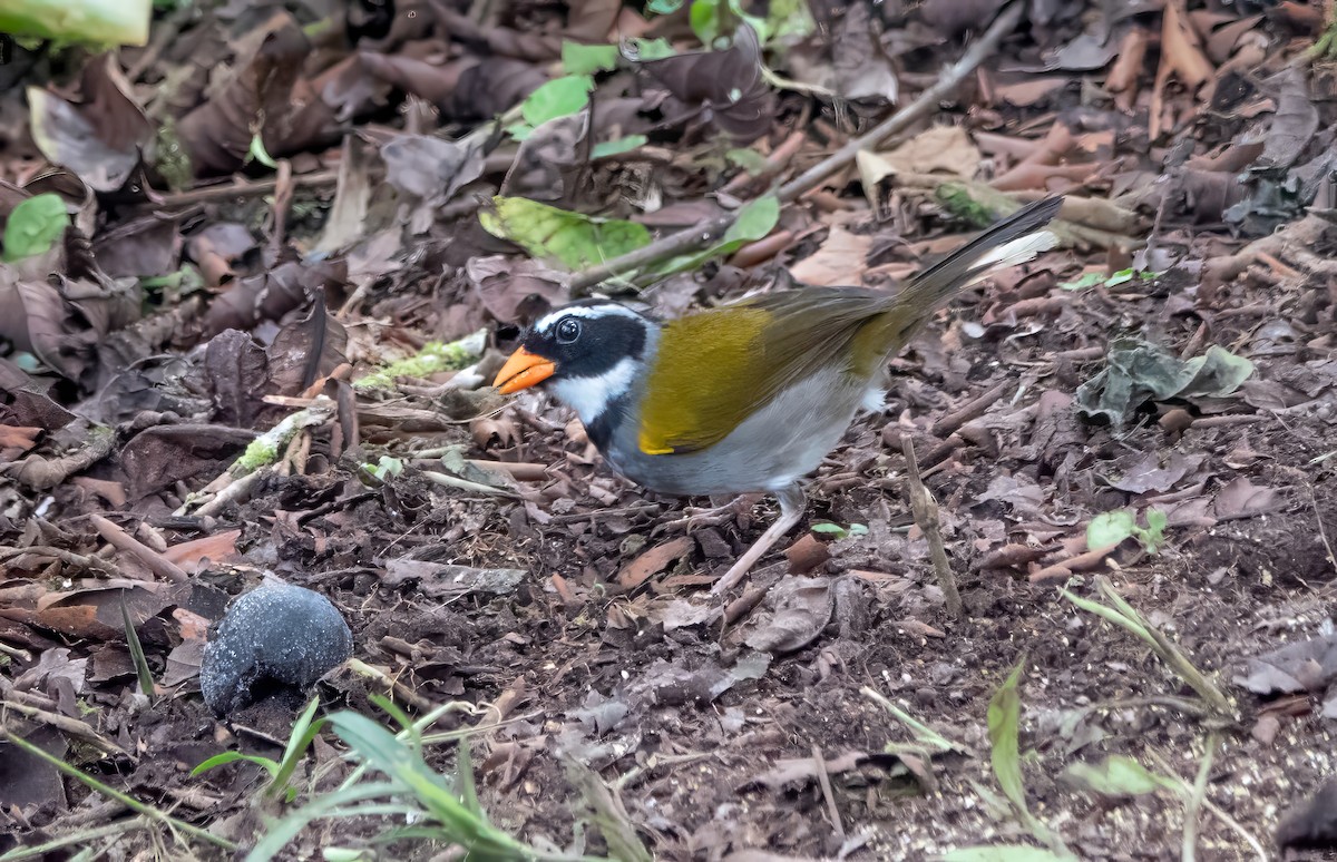 Orange-billed Sparrow (aurantiirostris Group) - ML615418452
