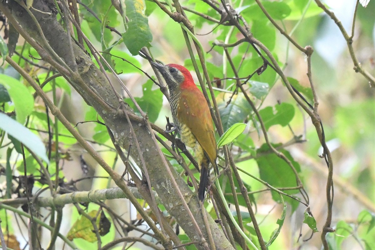 Yellow-vented Woodpecker - ML615418564