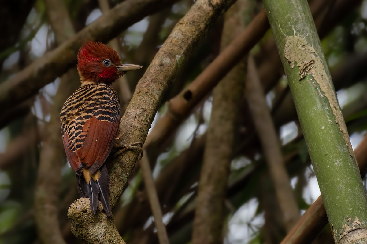 Rufous-headed Woodpecker - ML615418648