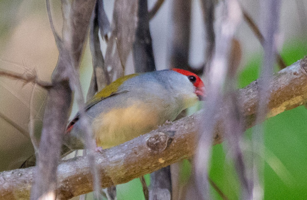 Red-browed Firetail - Ethan Grills