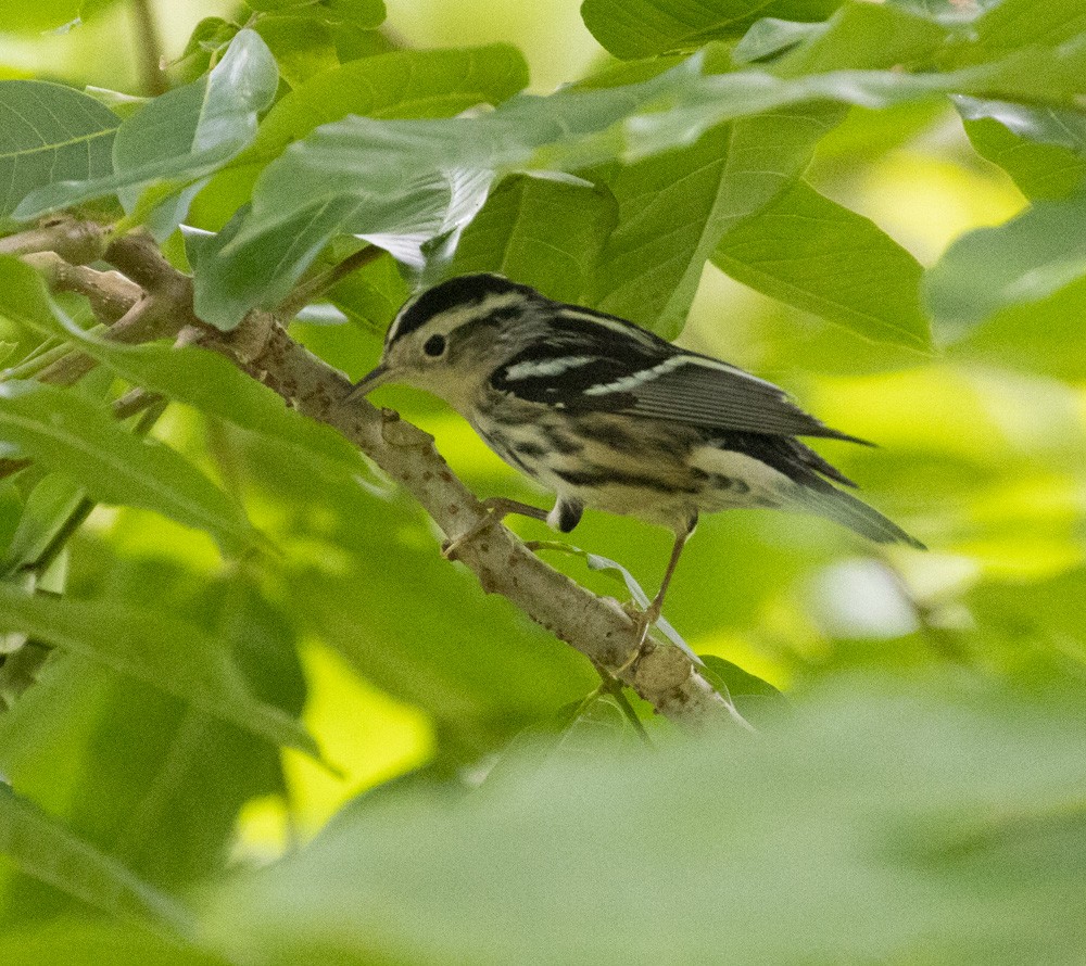 Black-and-white Warbler - ML615418734