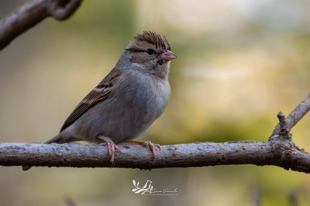 Chipping Sparrow - Óscar Vironchi