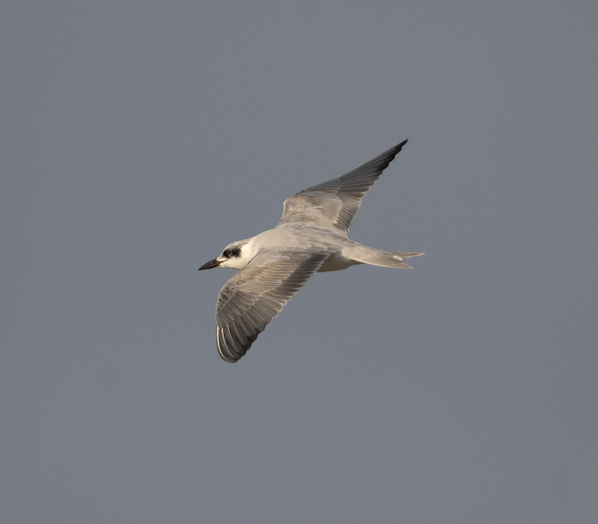 Whiskered Tern - Huw Roberts