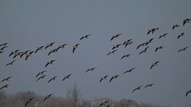 Greater White-fronted Goose - ML615419068