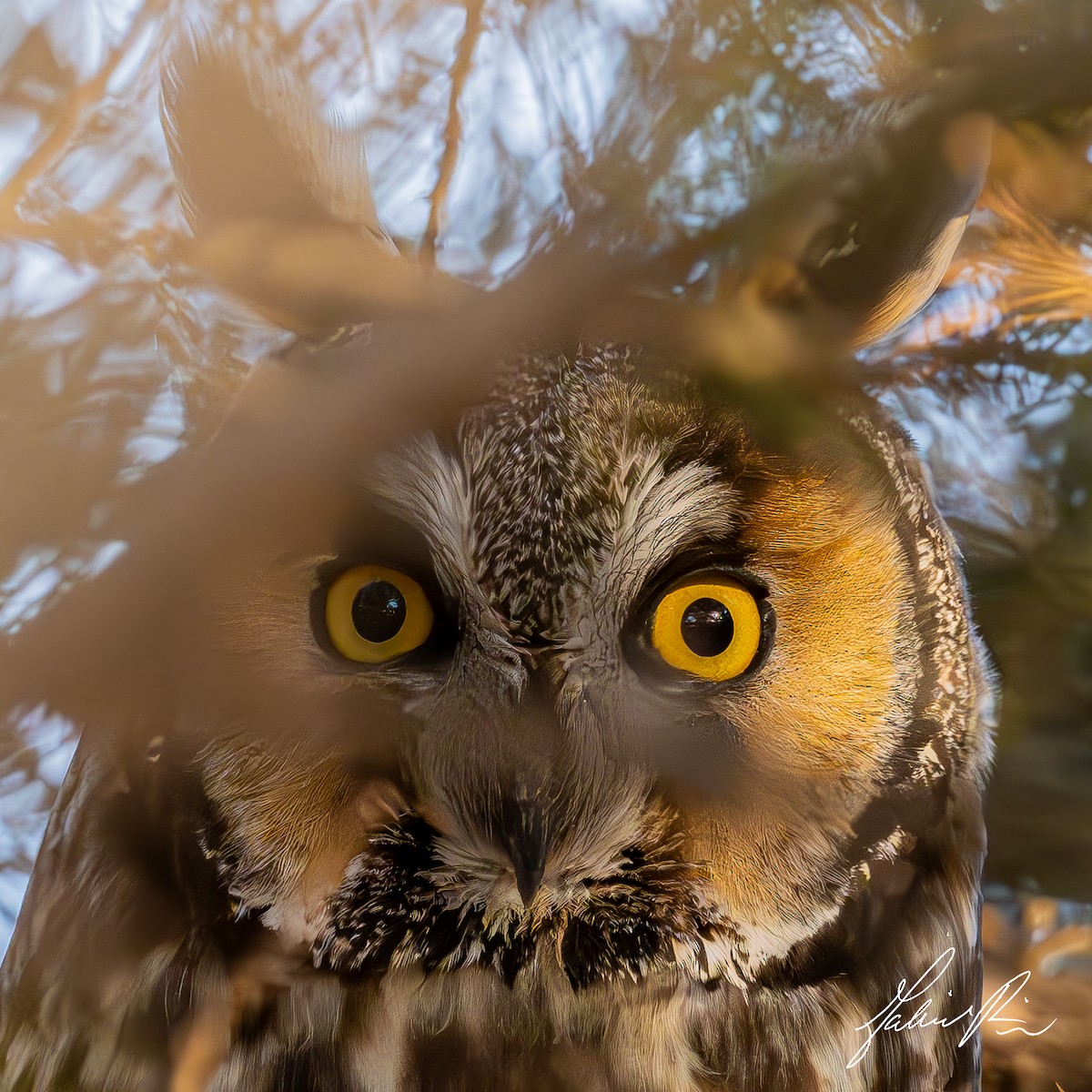 Long-eared Owl - ML615419078