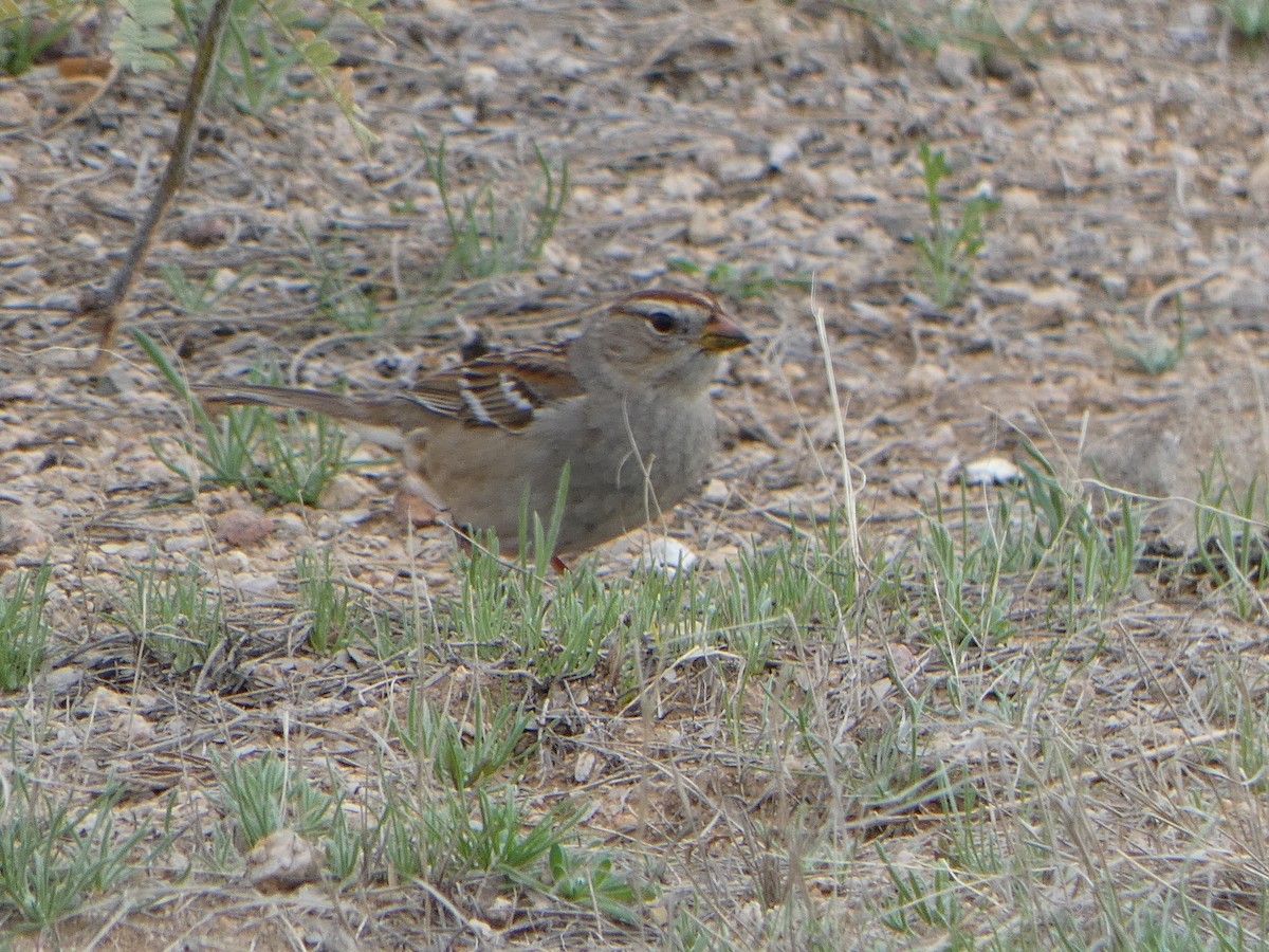 White-crowned Sparrow - ML615419189