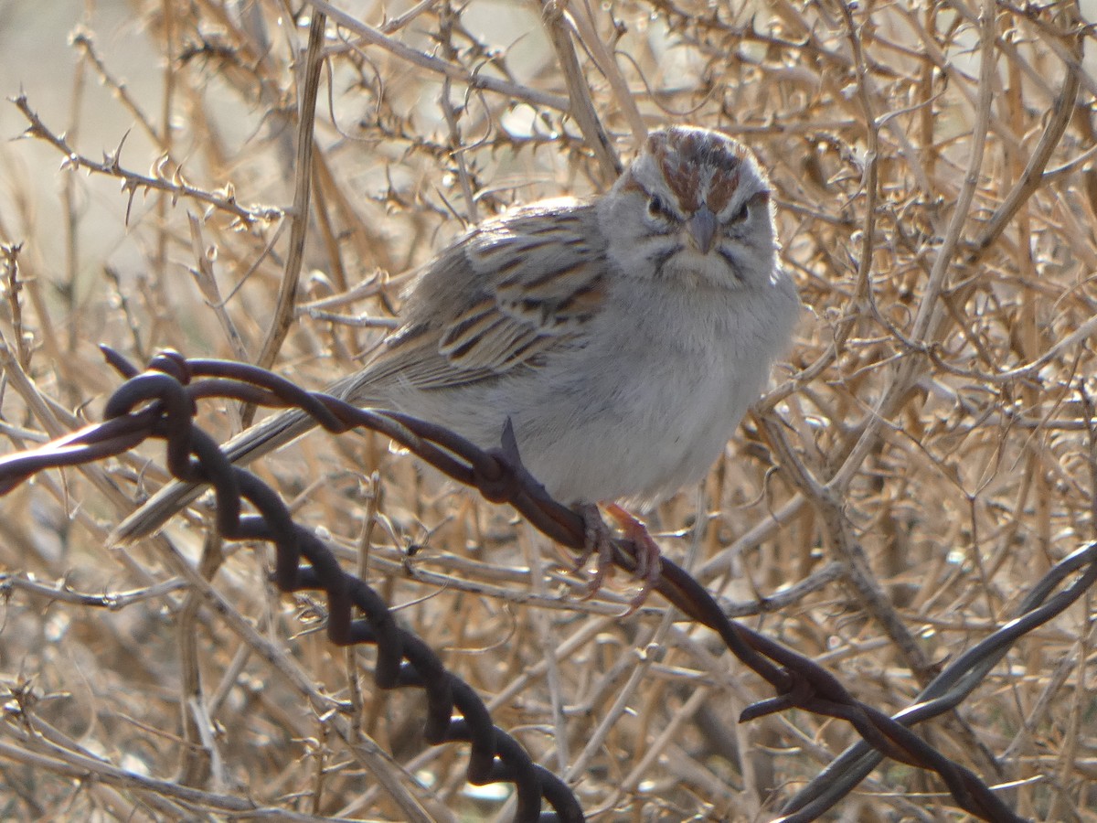 Rufous-winged Sparrow - Joanna Eckles
