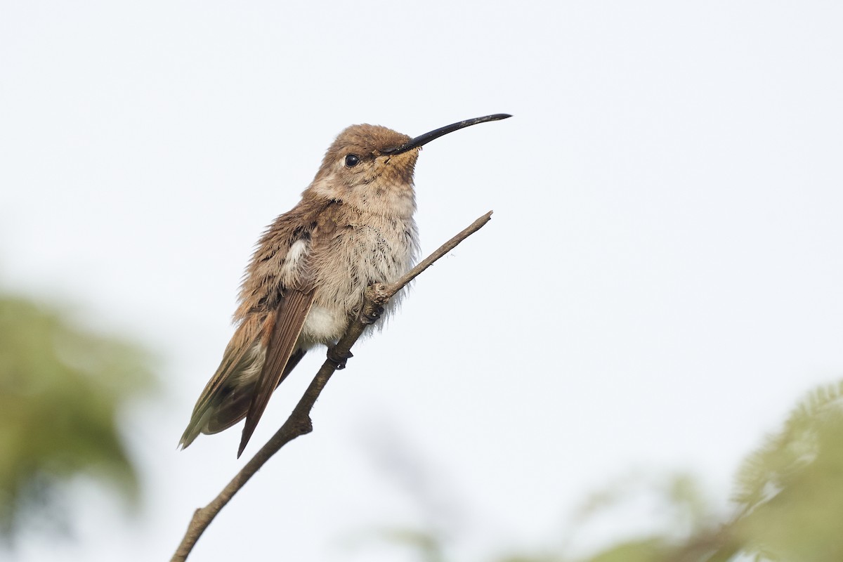 Oasis Hummingbird - Hederd Torres García