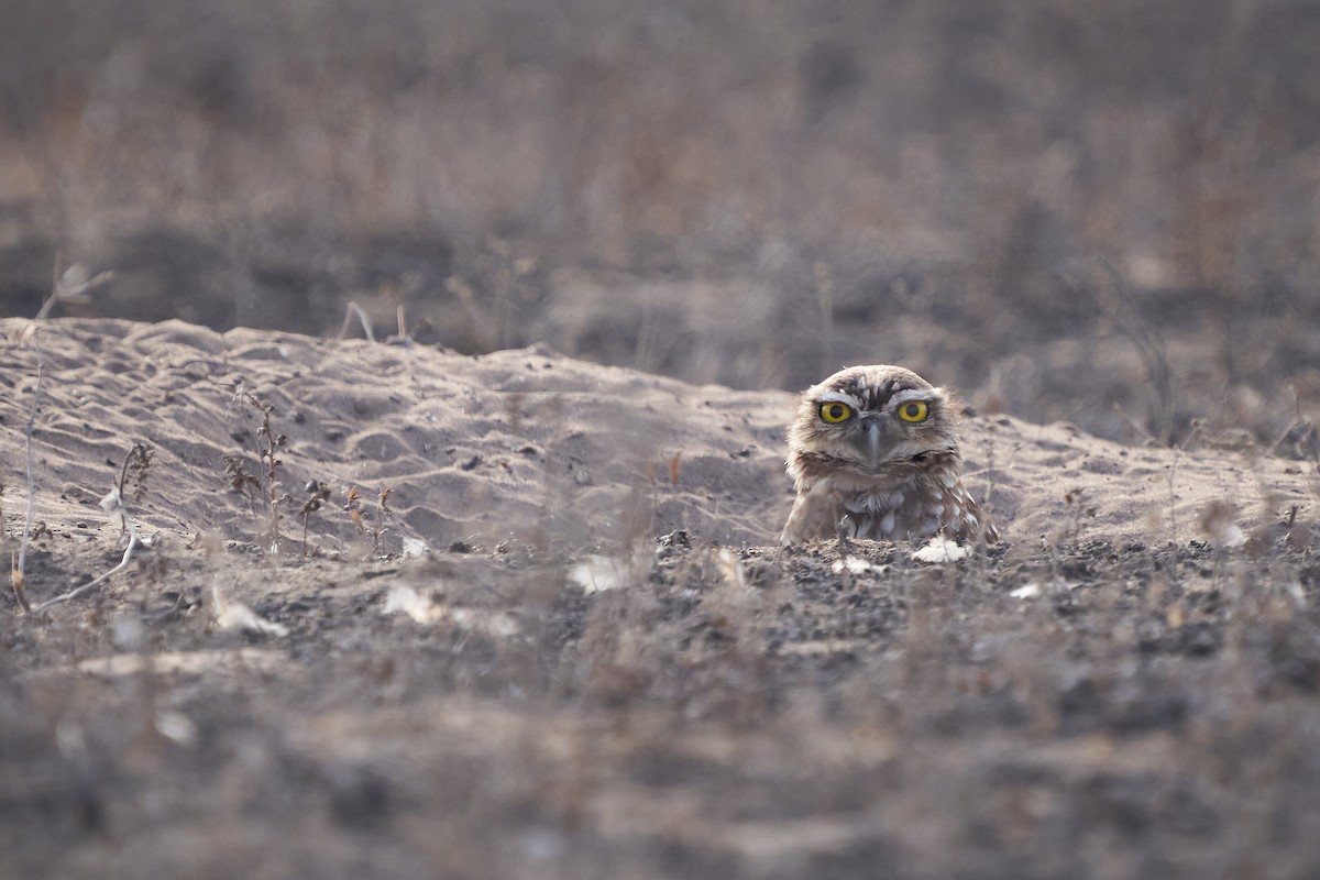 Burrowing Owl - Hederd Torres García