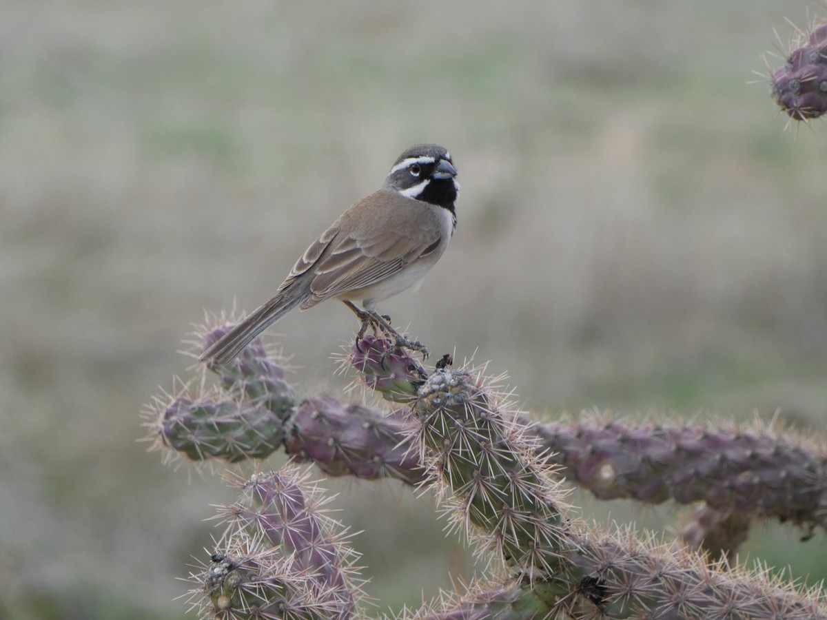Black-throated Sparrow - ML615419496