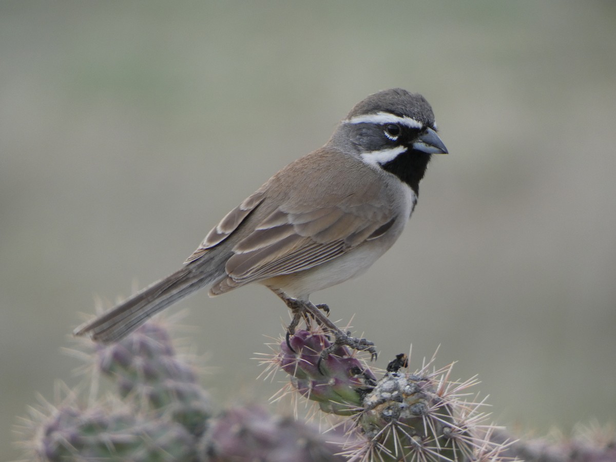 Black-throated Sparrow - ML615419497