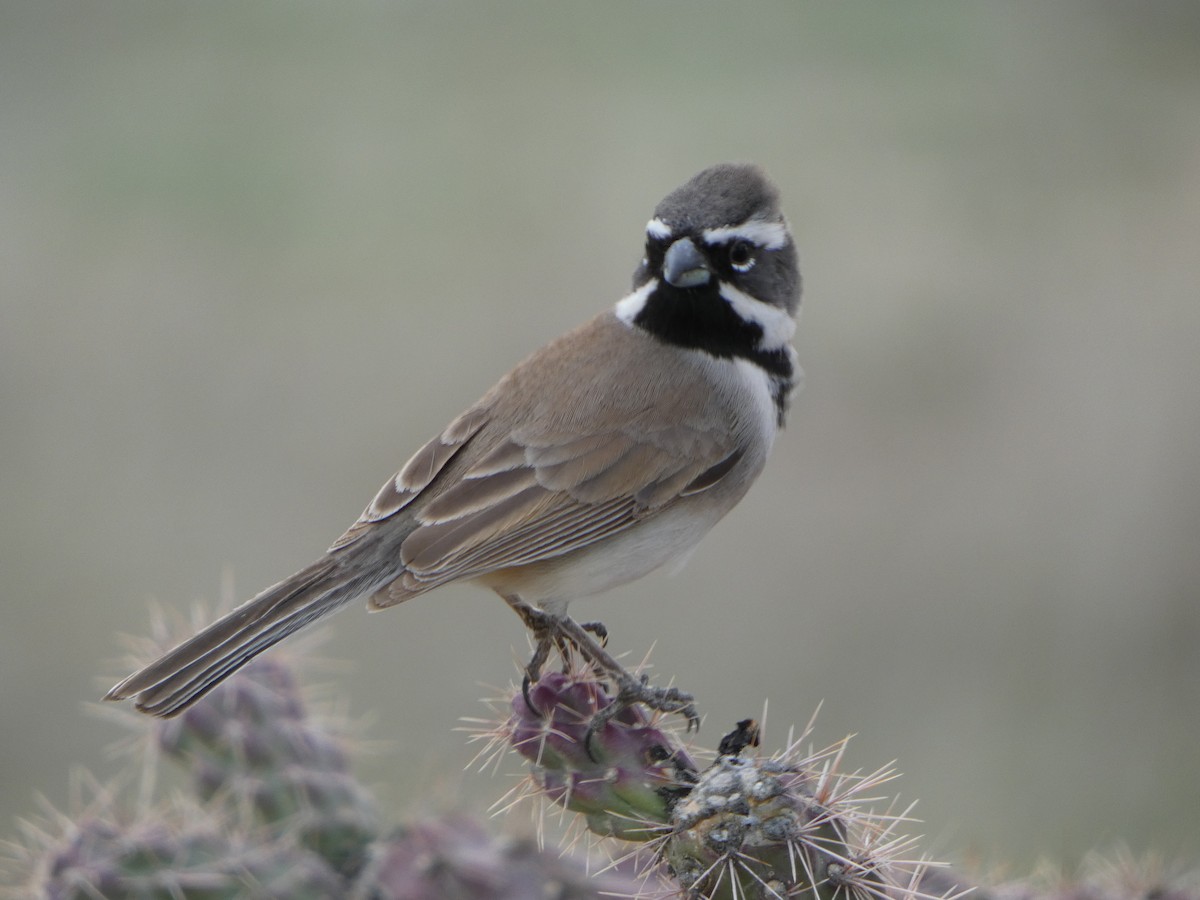Black-throated Sparrow - ML615419498