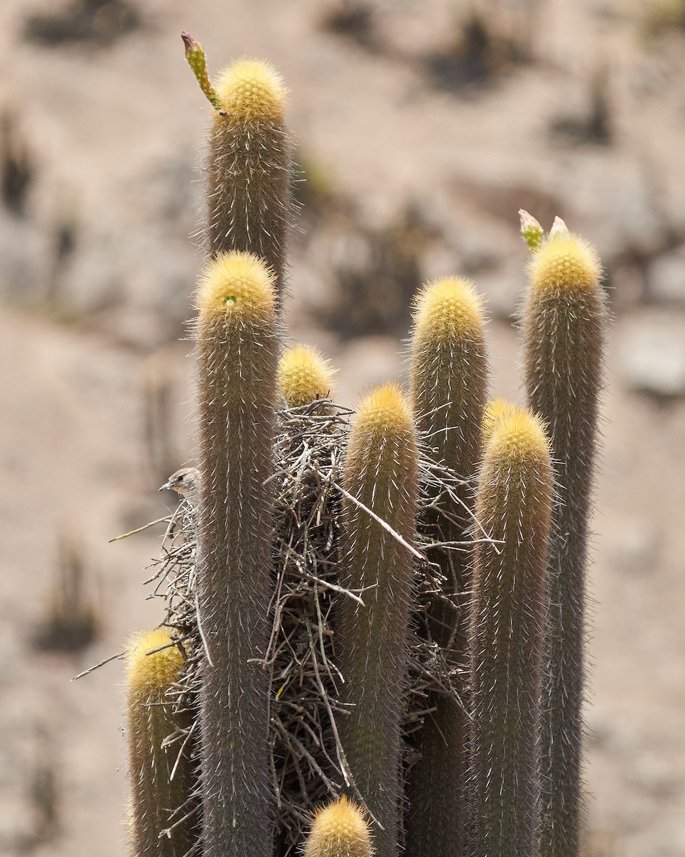 Synallaxe des cactus - ML615419507
