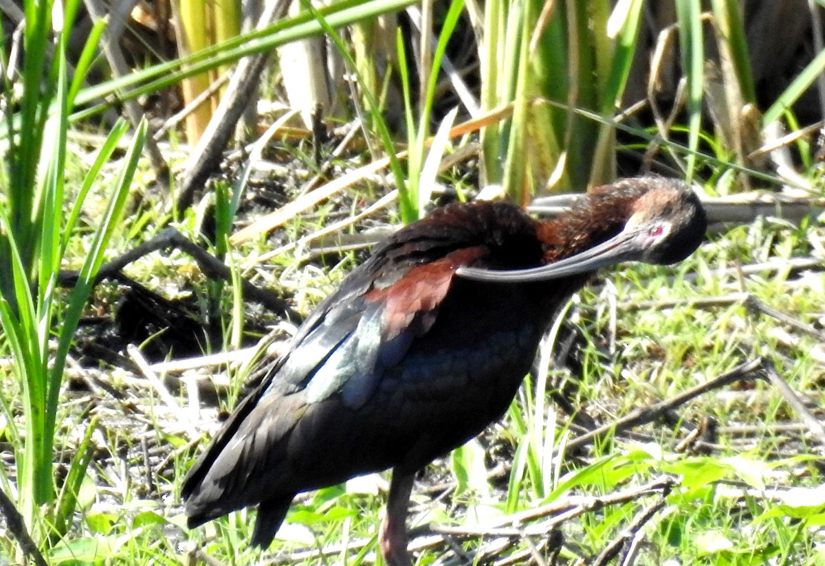 ibis americký - ML615419558
