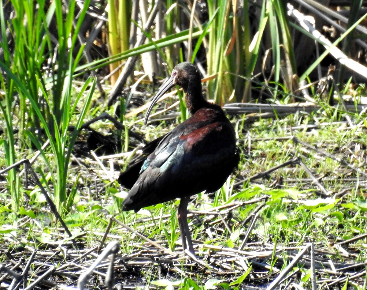 ibis americký - ML615419559
