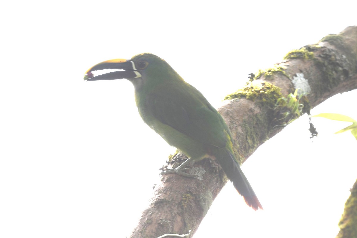 Southern Emerald-Toucanet (Andean) - ML615419587