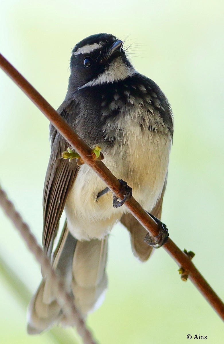 Spot-breasted Fantail - ML615419787