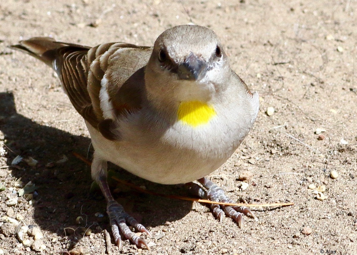 Yellow-throated Sparrow - ML615419863