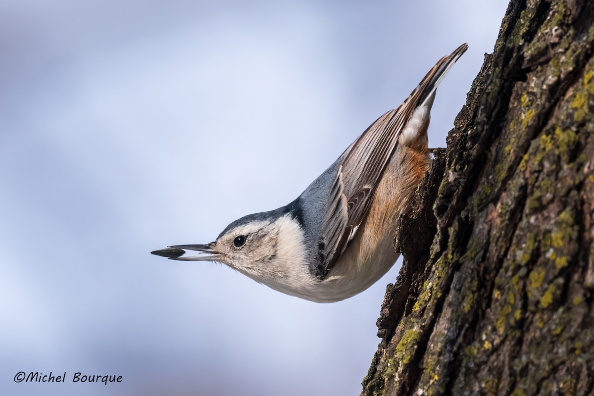 White-breasted Nuthatch - ML615420190