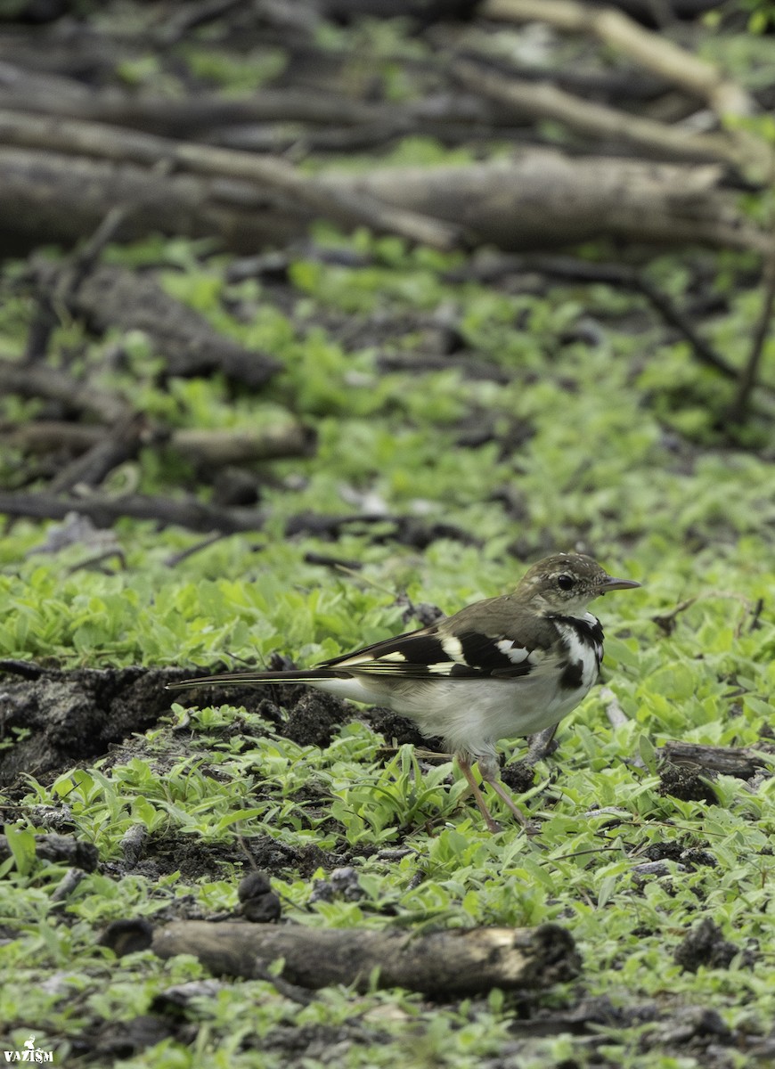 Forest Wagtail - ML615420209