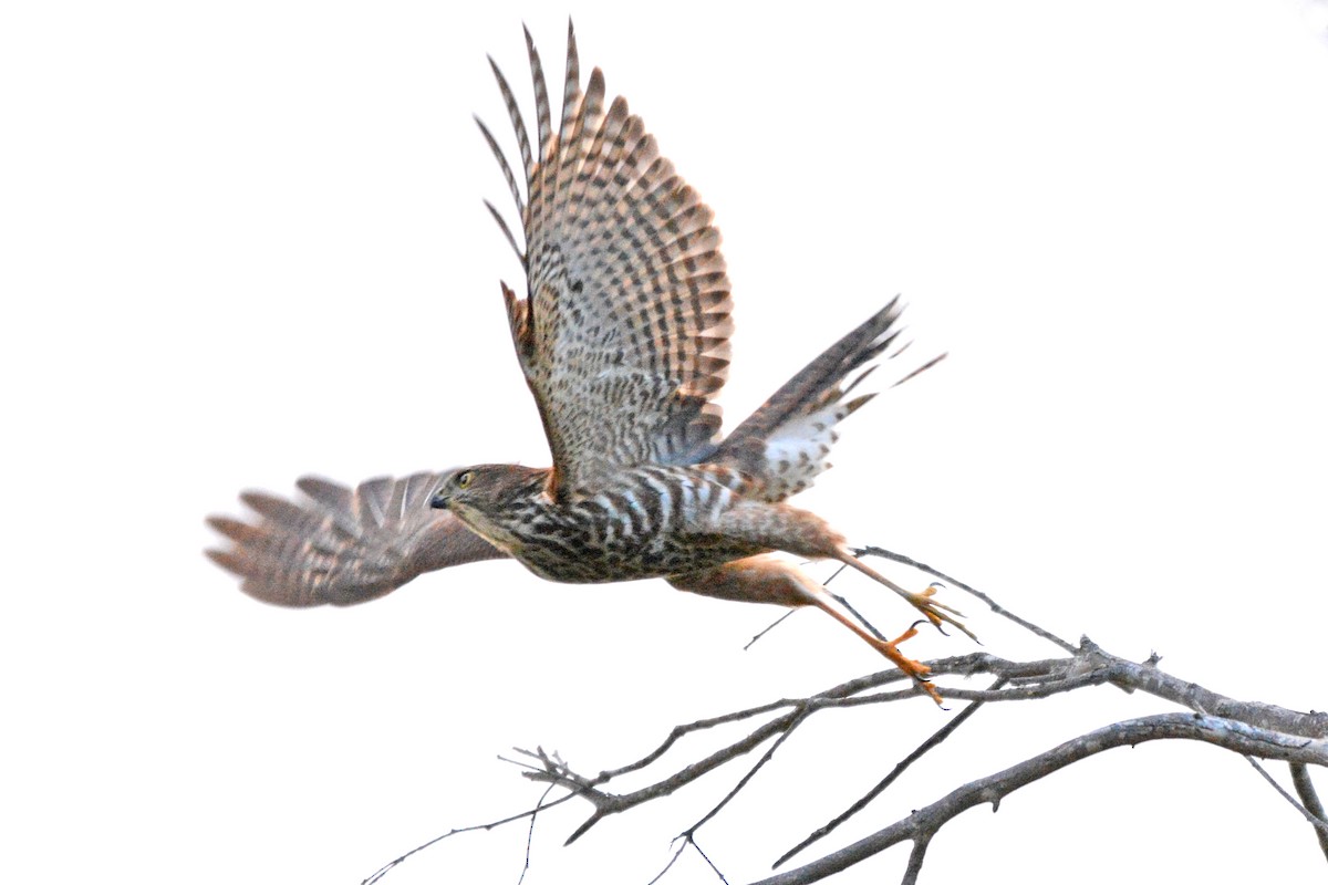 Collared Sparrowhawk - ML615420321